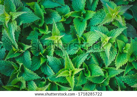 Green nettle leaves close up. Medicinal plant.