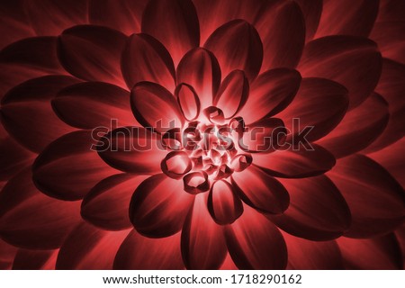 Defocused pastel, claret dahlia petals macro, floral abstract background. Close up of flower dahlia for background, Soft focus. Royalty-Free Stock Photo #1718290162