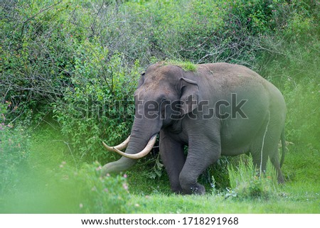 Indian Elephant in its habitat, Munnar Hills, local people called him as Padayappa (Name of Action hero in a Tamil Movie)
