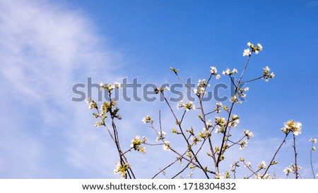 Blooming sakura against the sky
