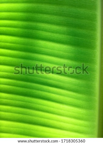 Banana leaf texture and backgound 