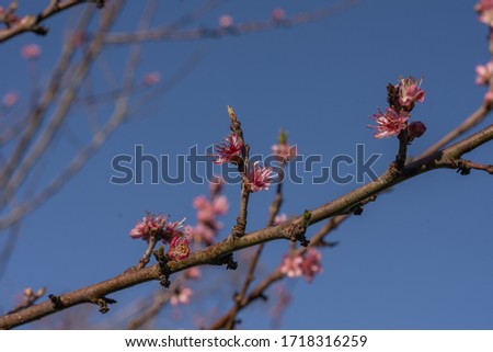 cherry blossom with branch with clear blue sky