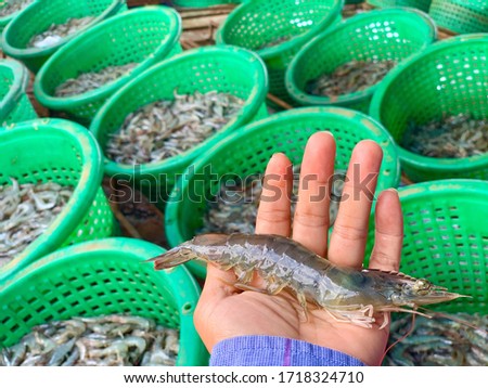 Large tiger shrimp from ponds are inspected for quality inspection for distribution to both domestic and foreign consumers.