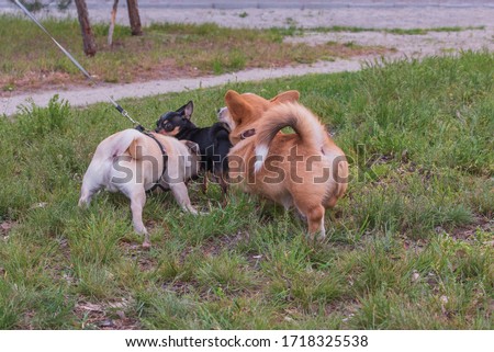 Three dogs on a walk on the grass. a group of dogs. Corgi, Chihuahua and Pug.