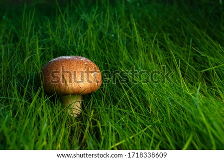 royal champignons at sunset in the grass