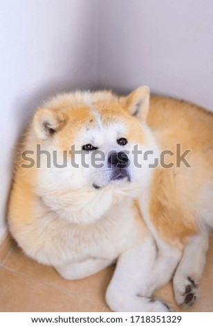 akita dog lying on the floor looking at the camera 
