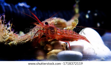 Mediterranean sea specimen of Peppermint Shrimp - Lysmata seticuadata