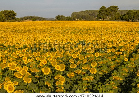 Sunflower cultivation at sunrise in the mountains of Alicante, Spain.