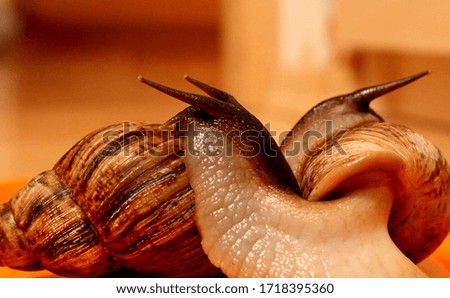 Huge snail Achatina walk after swimming