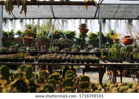 small flowerpots of succulents ready to sell