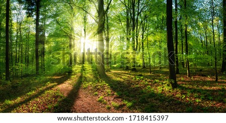 Panoramic landscape: beautiful rays of sunlight shining through the vibrant lush green foliage and creating a dynamic scenery of light and shadow in a forest clearing Royalty-Free Stock Photo #1718415397