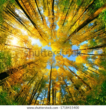 Extreme wide angle upwards shot in a forest, magnificent view to the colorful canopy with autumn foliage colors and blue sky, square format Royalty-Free Stock Photo #1718415400