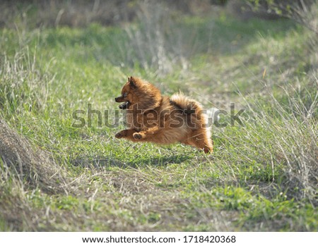 little Pomeranian dog jumping and running in the green field