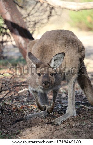 Close up of curious western grey kangaroo in conservation park.  South Australia.