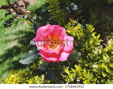 Blooming Pink Color Flower Looks like a  Baby Skin Color