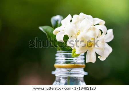 Apply the used bottle as a vase to put beautiful flowers, blurred backgrounds