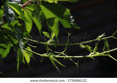 Branches of wild grapes on a dark background