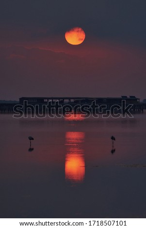 
flamingos at sunrise in the delta