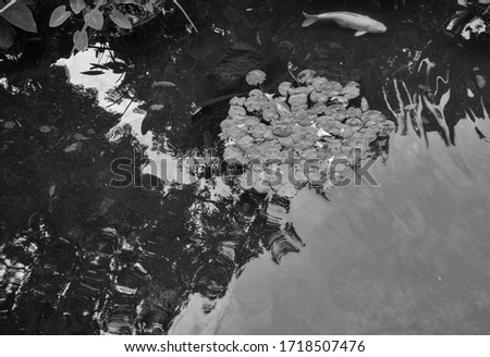 Koi Pond with Lily Pads.  Reflected light   scene with a silver Koi fish and reflected light on the calm water.