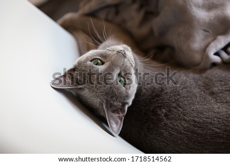 Oscar kitten of Russian blue breed is resting in the living room. A beautiful blue-gray kitten with green eyes. Cat and relax. Cat in the armchair. Grey cat, light background. Wood house.