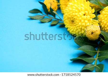 Yellow chrysanthemums and Pistacia leaves close up on a blue background.Festive greeting card for Valentine's Day,Woman's Day, Mother's Day,Easter,8 March, birthday.Copy space for text,selective focus