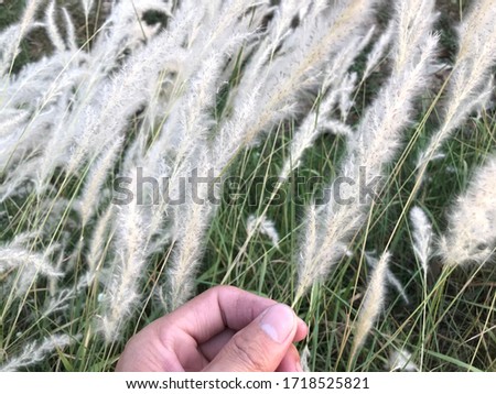 Beautiful white grass flowers on the hands