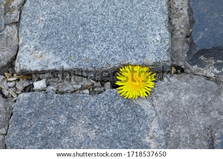 dandelion growth through a bricks road