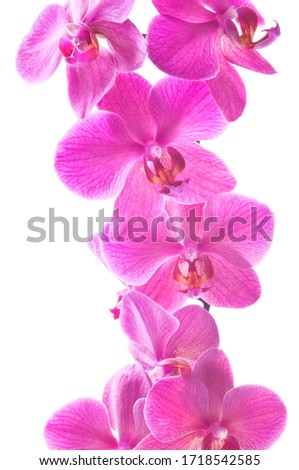 Beautiful bouquet of pink orchid flowers. Bunch of luxury tropical magenta orchids - phalaenopsis - isolated on white background. Studio shot.