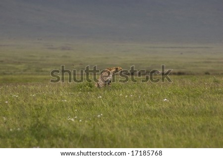cheetah in the grass - Ngorongoro Crater