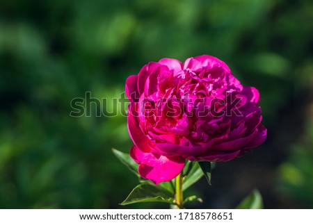 Blooming pink peony in the garden. Selective focus.
