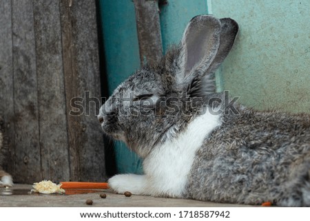 Little rabbit on the farm
