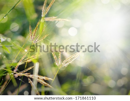 Spring or summer abstract natural background