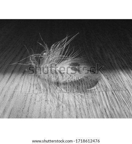 Black and white shot. One tender white  feather on the floor. Light and shadow. Background image.