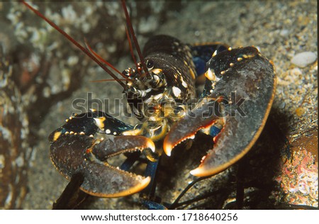 portrait of common lobster on reef  Royalty-Free Stock Photo #1718640256