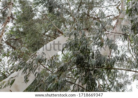 Eucalyptus trees in nature ,selective focus