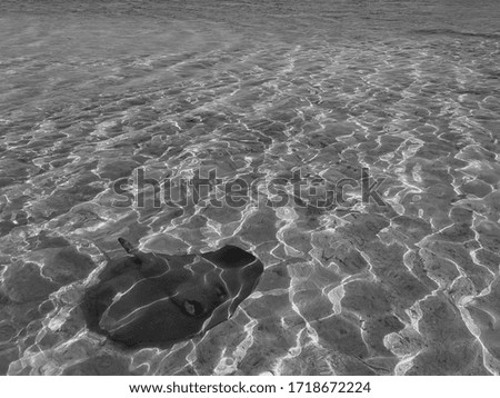 Sting ray with reflecting shallow ocean water and sand from the shore of an island in Belize in black and white