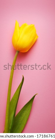 One beautiful yellow Tulip close-up on a pink background.