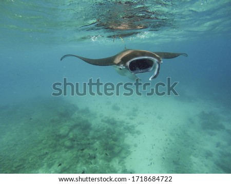 Giant manta ray eating plankton in  water of Mozambique Channel Tofo Royalty-Free Stock Photo #1718684722