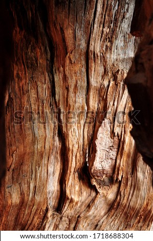 The surface of the cedar tree is full of thin roads of experience. Royalty-Free Stock Photo #1718688304