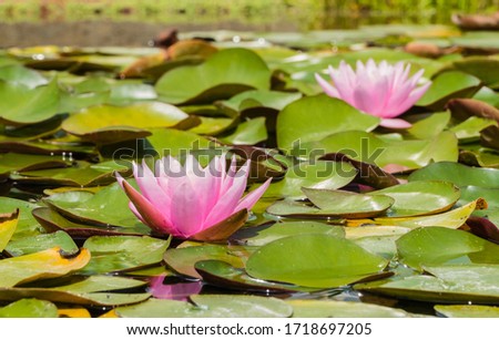 Pink Waterlilies and Leaves in Pond 