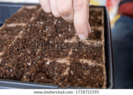 Closeup on Hand Planting Seeds in a Seed Starter Kit Royalty-Free Stock Photo #1718721595