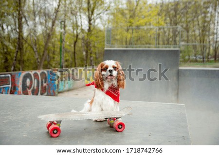 Cool extreme Dog on a skateboard 