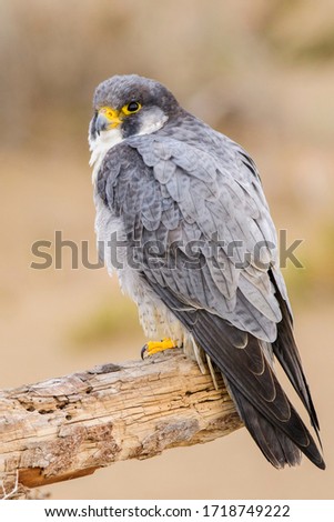 A northern peregrine falcon (Falco peregrinus calidus) in a dead tree trunk in the Ebro Delta Natural Park, in Catalonia.