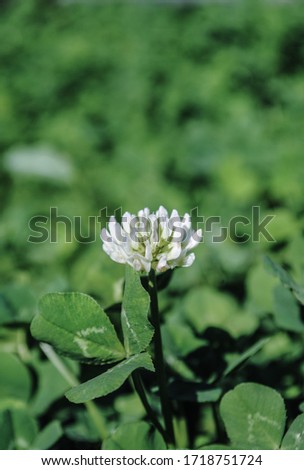 beautiful white with green clover flower on a bright green background close-up. for labels, signboards, flyers, informative flyers, banners