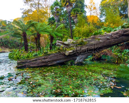 Abbotsbury subtropical gardens greenery outdoor Royalty-Free Stock Photo #1718762815