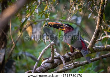 Toucan species perched on a tree with its beak open