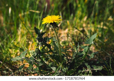dandelion flower (Taraxacum officinale) in nature