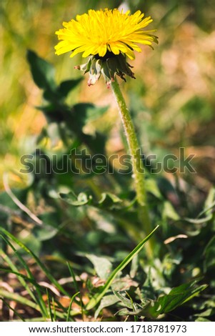 dandelion flower (Taraxacum officinale) in nature