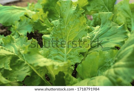 Close up of lettuce leaves. Group of lettuce planted in soil
