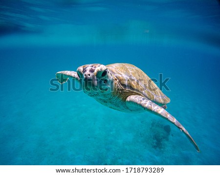 Sea turtle swimming in the blue sea Royalty-Free Stock Photo #1718793289